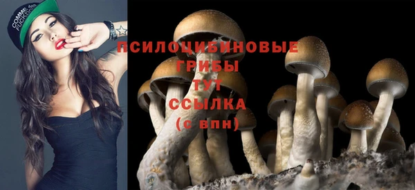 ПСИЛОЦИБИНОВЫЕ ГРИБЫ Заводоуковск
